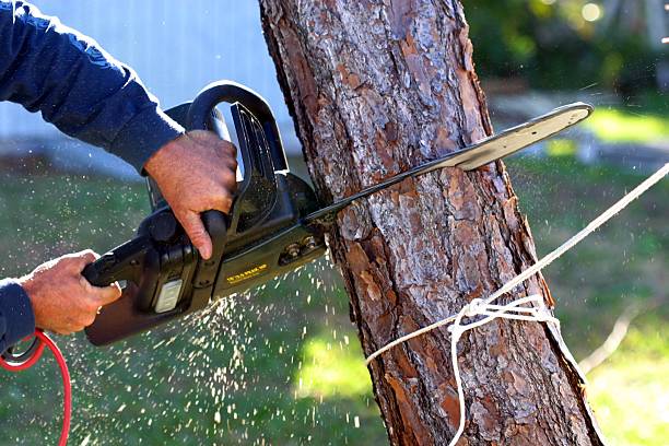 How Our Tree Care Process Works  in  Lexington, MI