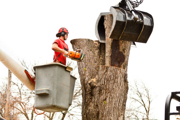 Reliable Lexington, MI Tree Removal Services Solutions